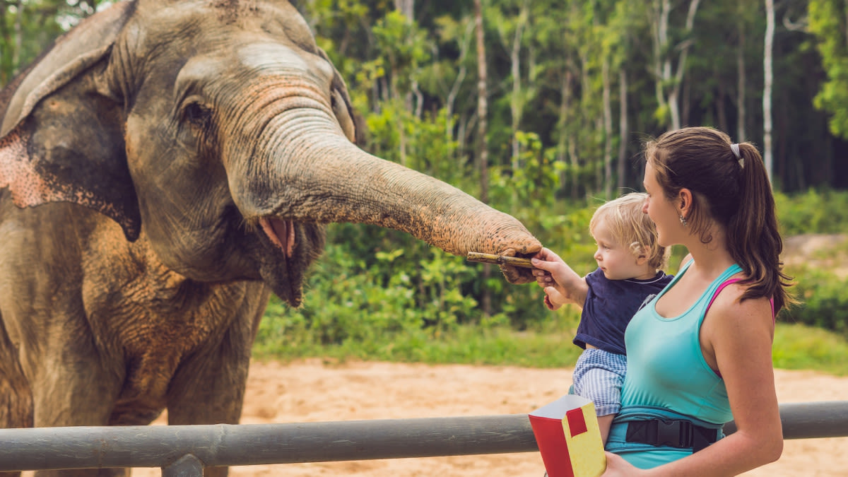 Elephant Returns Child's Shoe After It Falls Into Zoo Enclosure in Moment of Pure Sweetness