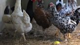 Brazil chicken exporters enjoy less US competition, strong Mideast demand