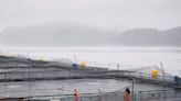 Future of B.C. salmon farms up in the air, as deadline to phase out open-net pen farms looms