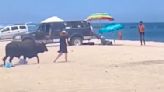 Watch: Careless tourist attacked by bull on Los Cabos beach