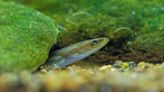 Rare European eel and tope shark among 81 species found along Sussex coastline
