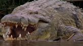 東非6公尺巨鱷吃掉300人 誘捕至今仍「逍遙法外」