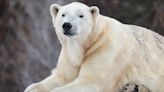 Polar Bear dies at Calgary Zoo after sparring with brother | News