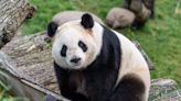 Washington, D.C. Braces for Panda Palooza as National Zoo Welcomes New Giant Pandas