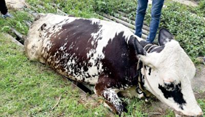 Cow ‘trap’ped - Star of Mysore