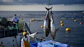 Who caught the first bluefin tuna?