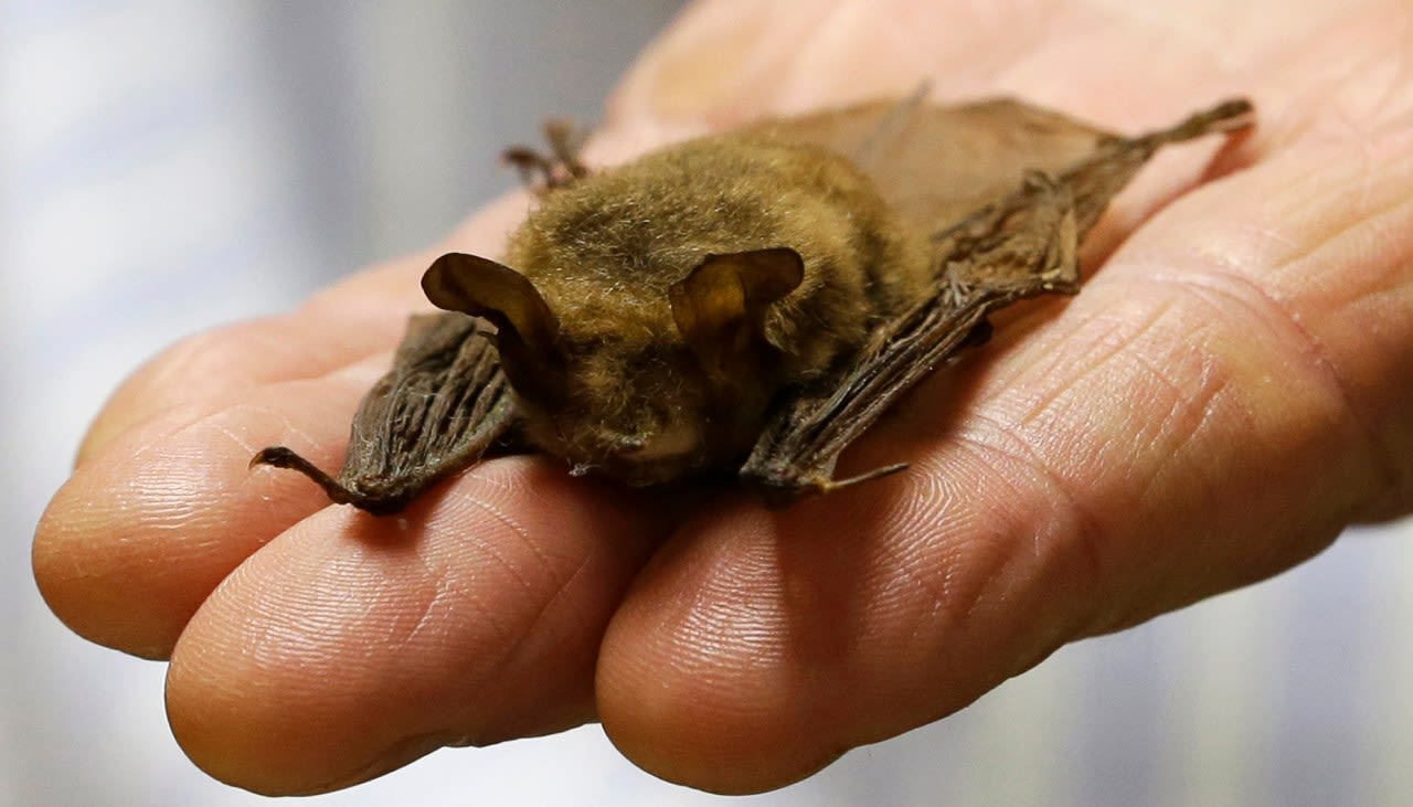 Fox, bat in Raleigh test positive for the rabies