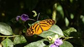 Amazon butterflies show how new species can evolve from hybridization