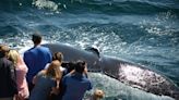 Tickets on sale for New England Aquarium’s whale watching cruises in Boston