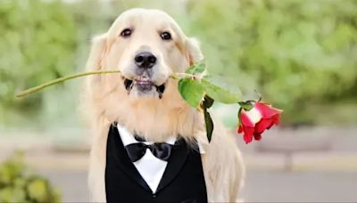 Golden Retriever Steals the Show as Wedding Ring Bearer