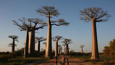 Finally, an answer to a mystery surrounding these 1,000-year-old trees