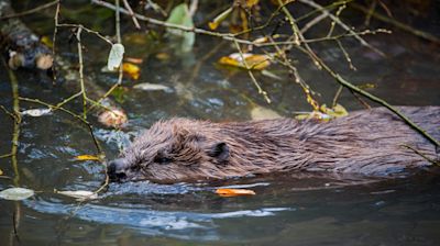 Hunters kill 25 beavers in Germany to prevent flooding