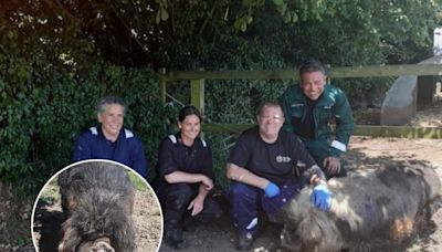 A hog in the bog: pig rescued after getting stuck in mud