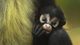 Monkeys, piglets, zebras and more: Baby animals bring new opportunities to Brevard Zoo