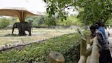 Delhi Zoo implements Ayurvedic remedies to keep animals disease-free in monsoon