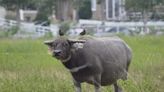 水牛將成「稀有動物」？全台僅剩1800頭 農業部計畫開發水牛肉產品