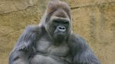 Winston, beloved gorilla at San Diego Zoo Safari Park, dies aged 52