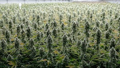 Florida medical marijuana industry pushes recreational pot as sales stagnate