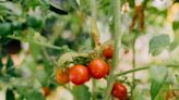 How to Grow Cherry Tomato Plants, a Beginner-Friendly Crop You Can Grow Almost Anywhere