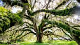 Timber tour: Discover 7 of Orlando’s significant trees