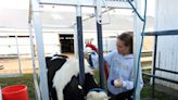 First-timers to experienced veterans show livestock at the Coshocton County Fair