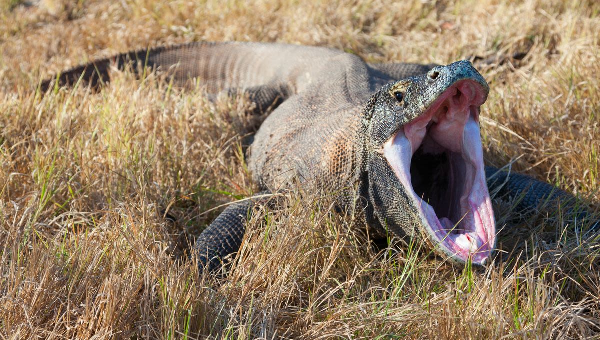 Komodo Dragons' Teeth Are Iron-Tipped For Extra Bite, Raising Questions About T. Rexes