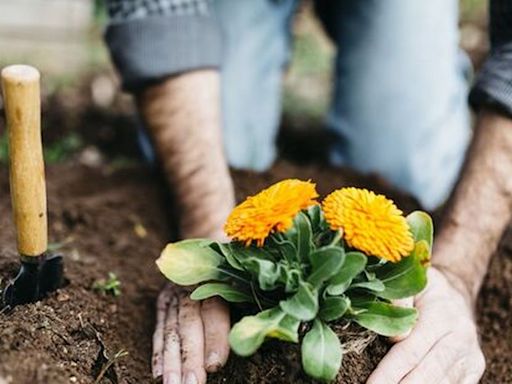 Gardeners' World's Carol Klein reveals how to grow new plants from special place for free