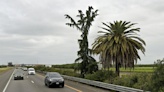 Palm and Pine: Quirky California landmark will fall to highway project