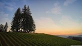 Napa wine CEO on giving a historic Oregon vineyard its due - Portland Business Journal