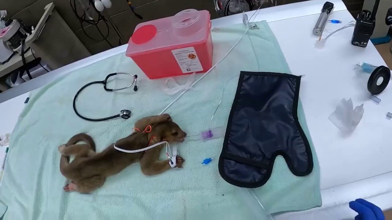 Kinkajou found abandoned and wandering Washington state road