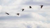 Make nature friendly holiday crafts. See sandhill cranes by the thousands.