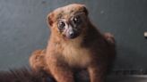 Double Win! Two 'Incredibly Special' Red-Bellied Lemurs Born at Chester Zoo