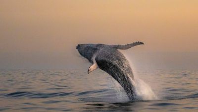Las ballenas jorobadas reconquistan Río de Janeiro y dan alas al ecoturismo