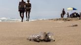 El calentamiento del mar dispara las medusas y dobla su tamaño