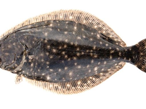 State officials: No NC recreational flounder season in 2024