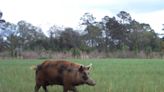 ‘We’re not gonna barbecue our way out of this’: Wild pigs, conquering all Florida counties, are now taking over the U.S.