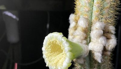 In a first, sea-level rise drove a cactus to extinction in U.S.