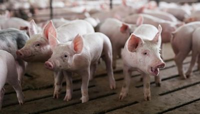 Massachusetts humane pork law survives industry court challenge