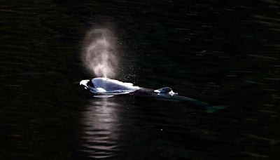 Una cría de orca sale nadando de una laguna canadiense donde estuvo atrapada más de un mes