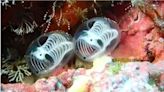 軟萌神秘海洋生物「骷髏身熊貓臉」現身沖繩海域 學者認證新品種海鞘