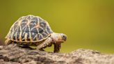 Video of Turtle Giving an Adorable Little 'High Five' Is Simply Irresistible