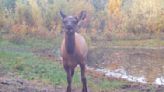Young elk displays fancy footwork in front of trail camera