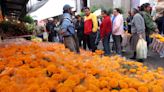Cómo diferenciar la flor de cempasúchil mexicana de la china