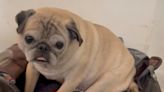 Pug named ‘Noodle’ who went viral on TikTok dies aged 14