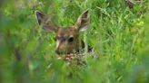 ‘It’s not abandoned’: Wildlife officials urge Utahns not to take deer fawns, elk calves home