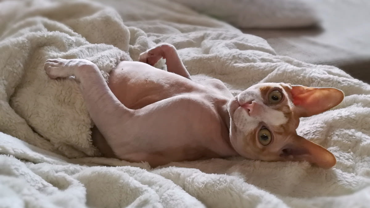 Sphynx Cat's Pure Love of Bathtime Is Off-Brand but So Cute