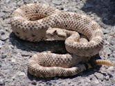 Rattlesnake