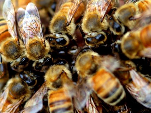 Muere en California un hispano por ataque de más de 300 abejas; utilizó sus últimas fuerzas para salvar al niño que lo acompañaba | El Universal