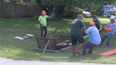 WATCH: Massive alligator pulled from storm drain inside Florida neighborhood