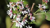 Guide to Growing Calico Aster (Symphyotrichum Lateriflorum)